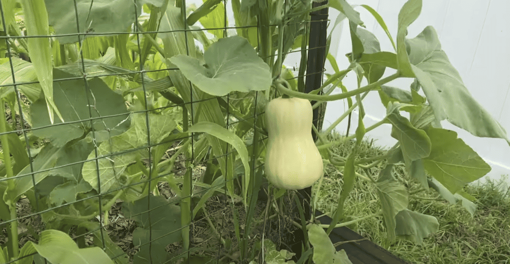 Growing Butternut Squash in Florida